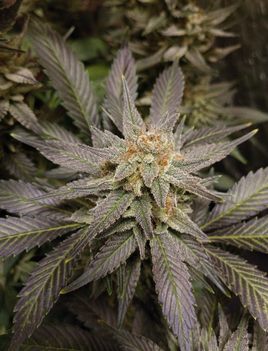 Pongo85