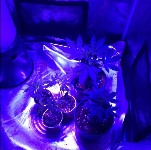 Poor mans led grow