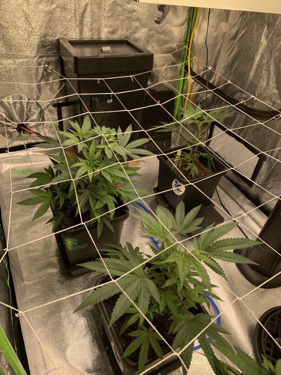 Poorly treated clones  beautiful in my care 12