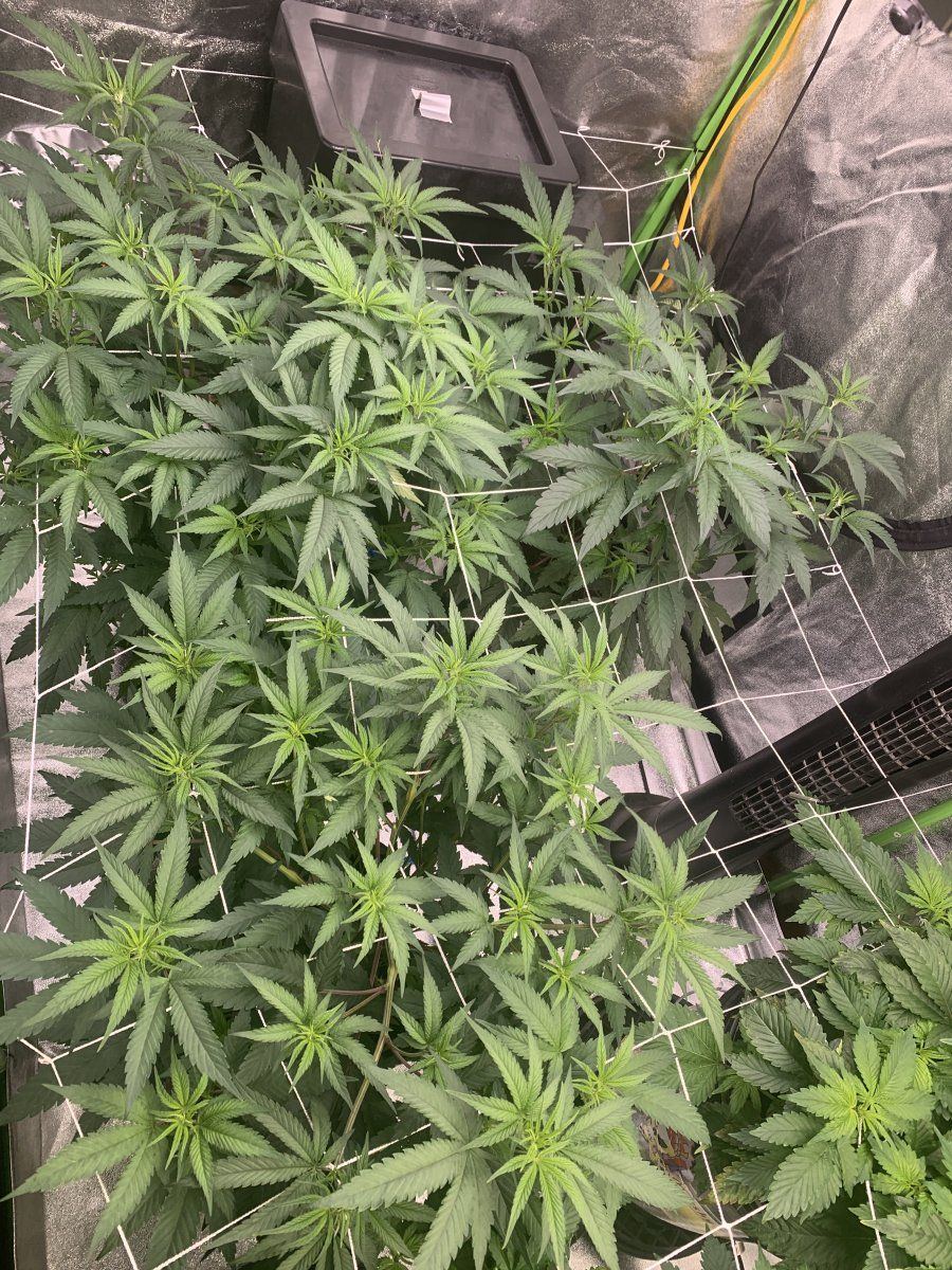 Poorly treated clones  beautiful in my care 19