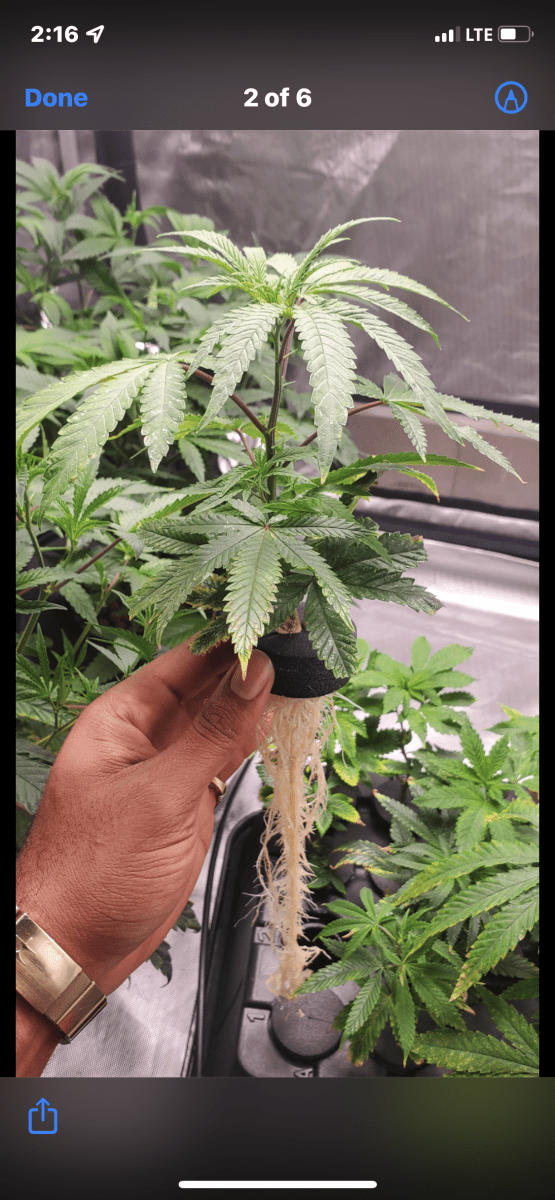 Poorly treated clones  beautiful in my care 2
