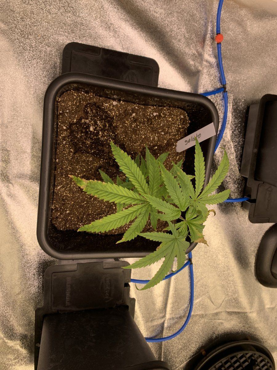 Poorly treated clones  beautiful in my care 3