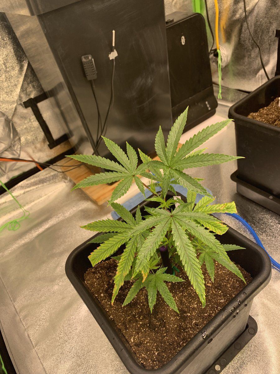 Poorly treated clones  beautiful in my care 5