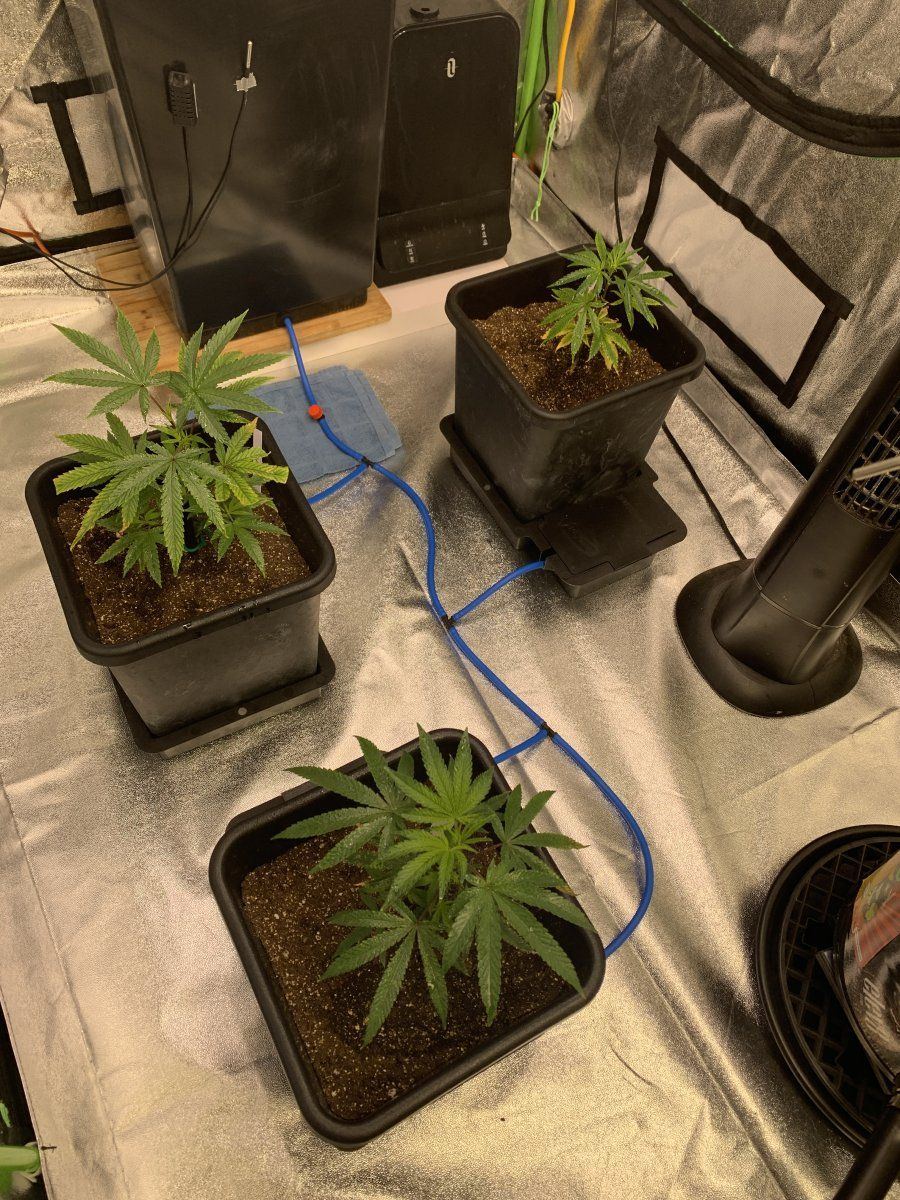 Poorly treated clones  beautiful in my care 7