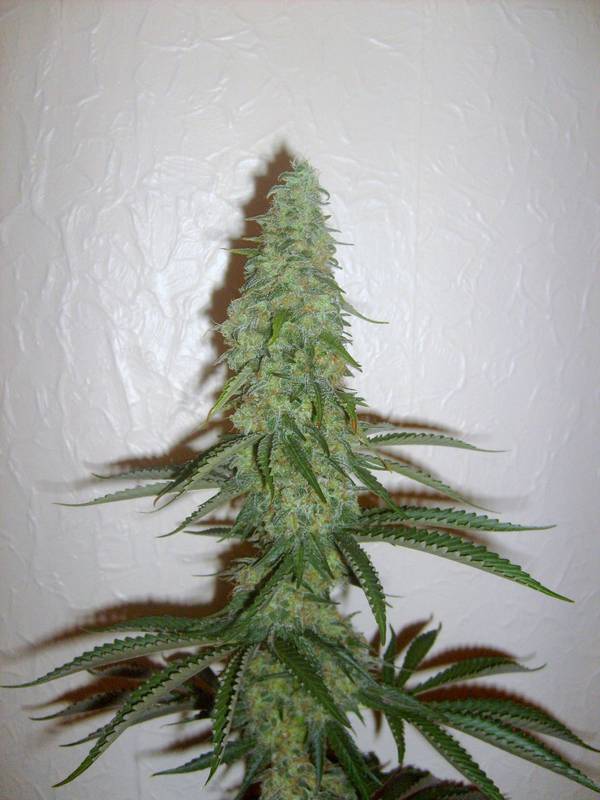 Pops by trichome jungle seeds 2