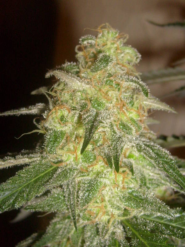 Pops by trichome jungle seeds 3