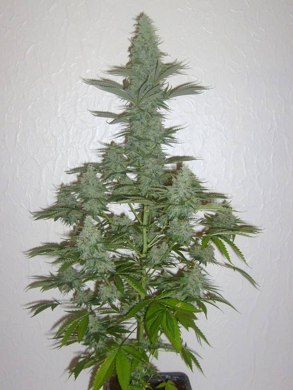 Pops by trichome jungle seeds 4