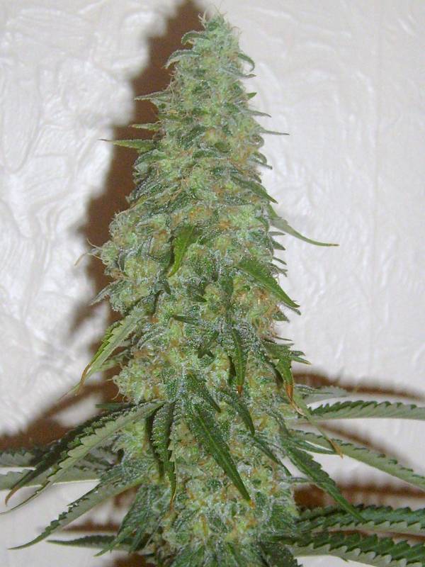 Pops by trichome jungle seeds 5