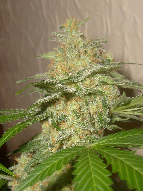 Pops by trichome jungle seeds 6