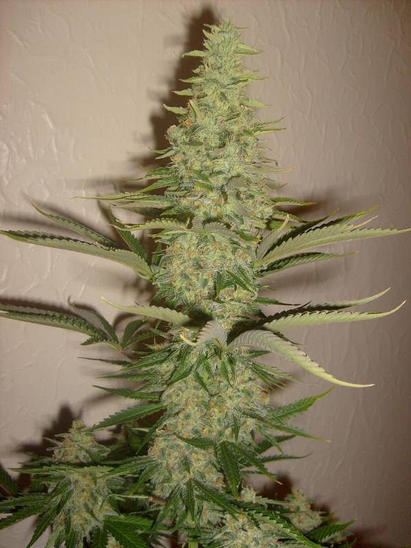 Pops by trichome jungle seeds