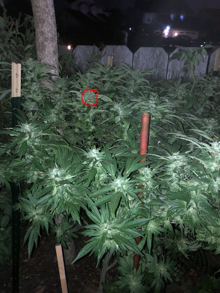 Possible bud rot
