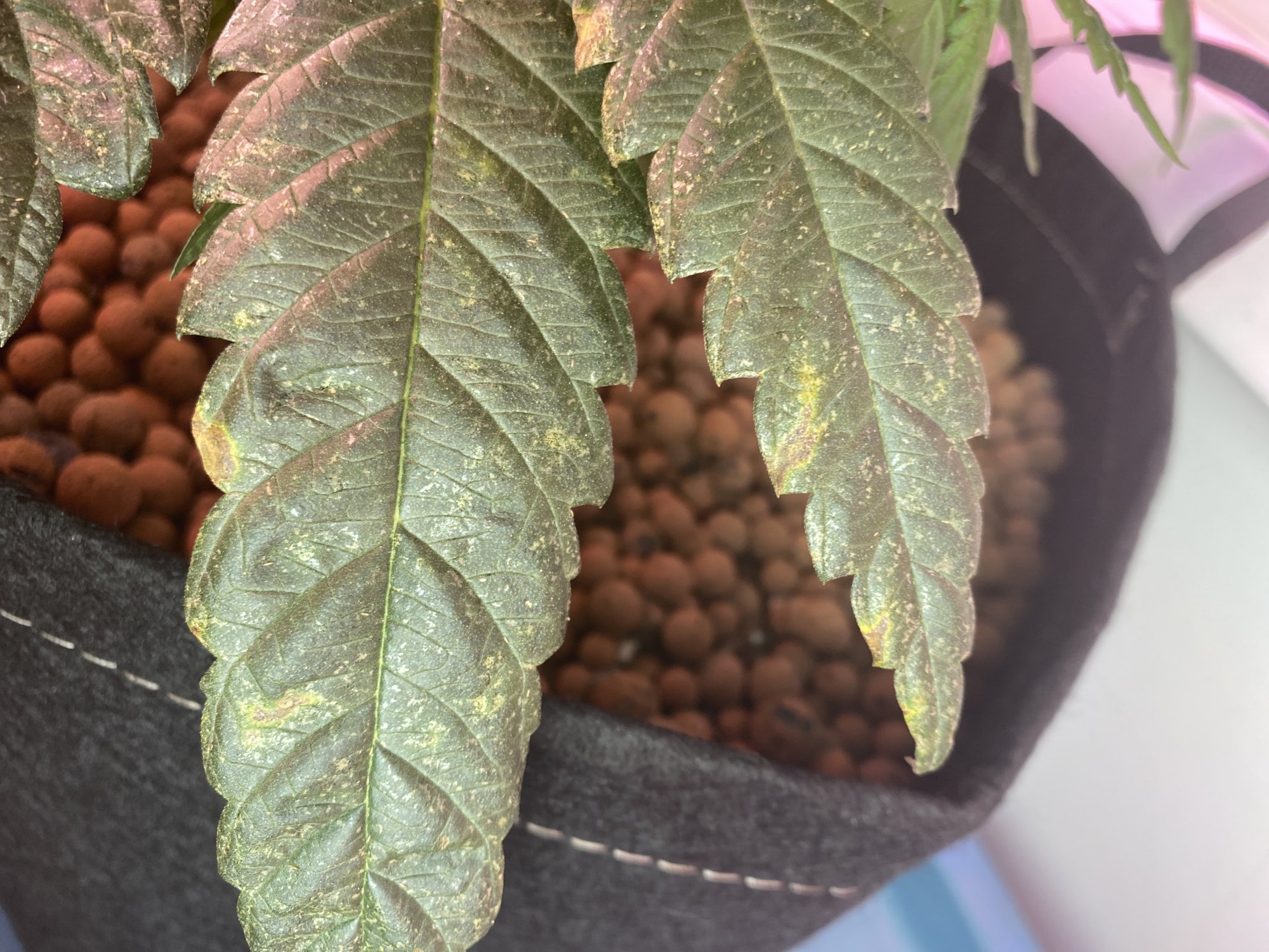 Possible deficiency but from what only on lower fan leaves 2