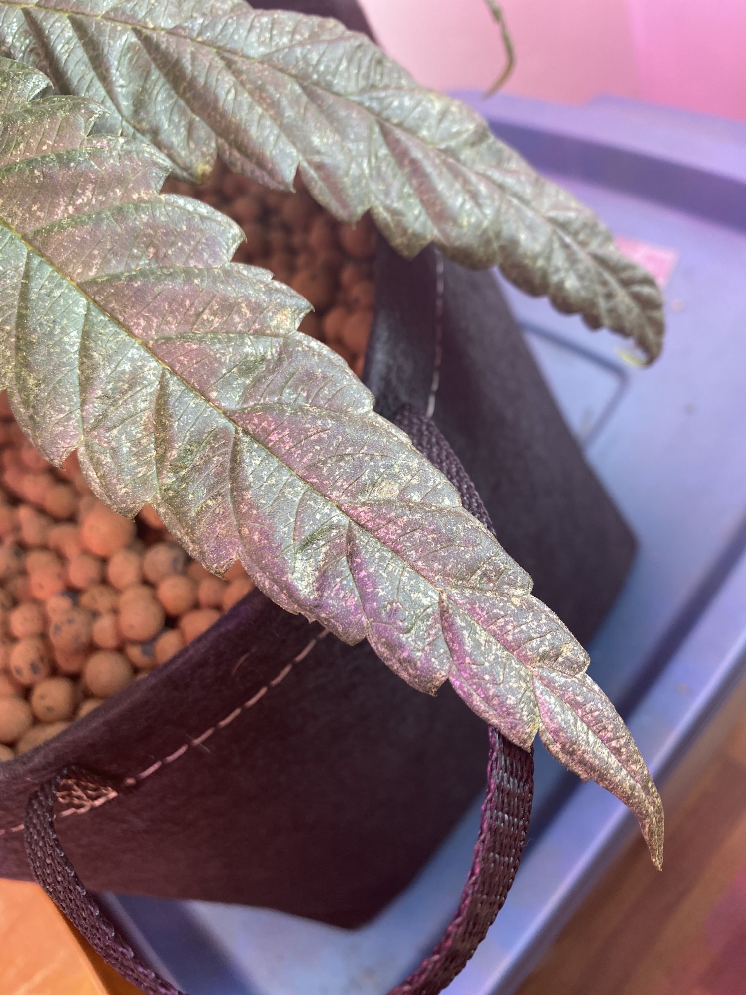 Possible deficiency but from what only on lower fan leaves