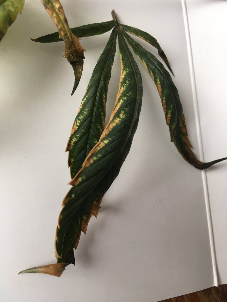 Possible Excess Nitrogen? - THCFarmer