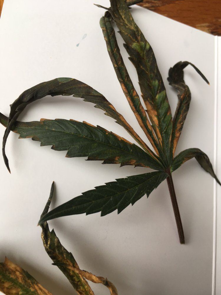 Possible excess nitrogen 3