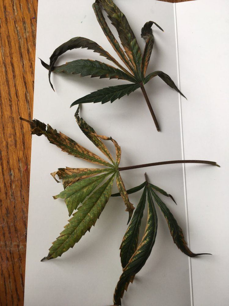 Possible Excess Nitrogen? - THCFarmer