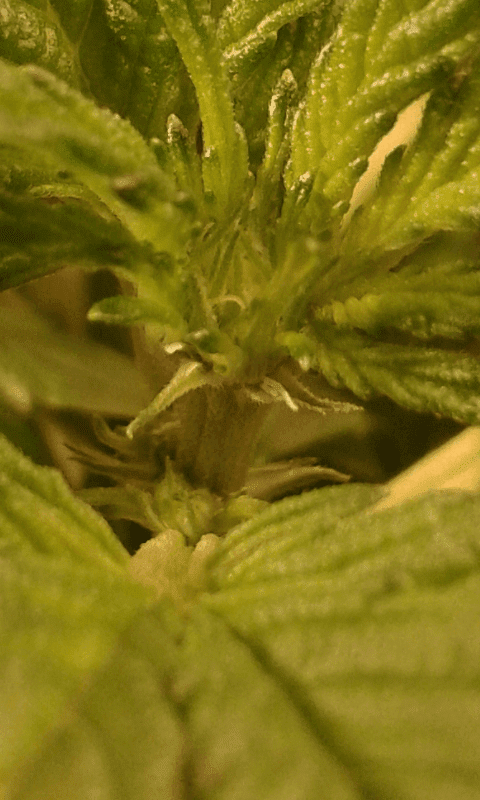 Possible female preflowers
