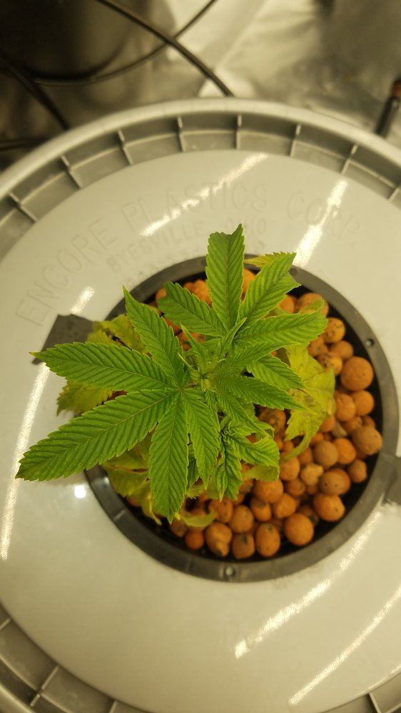Possible for transplanted clones to cannibalize lower leaves 2