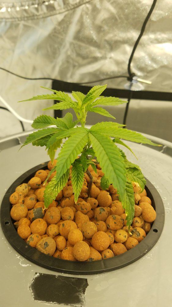 Possible for transplanted clones to cannibalize lower leaves 3