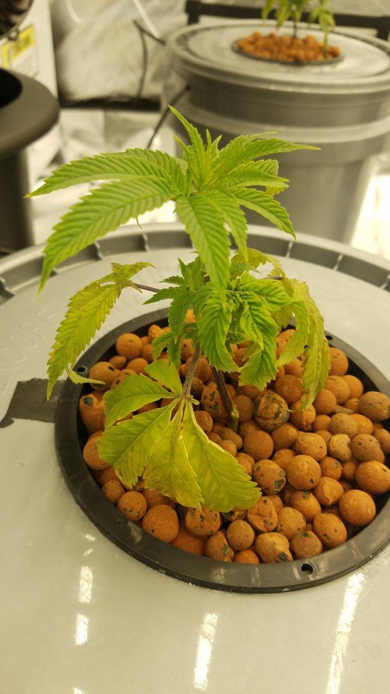 Possible for transplanted clones to cannibalize lower leaves