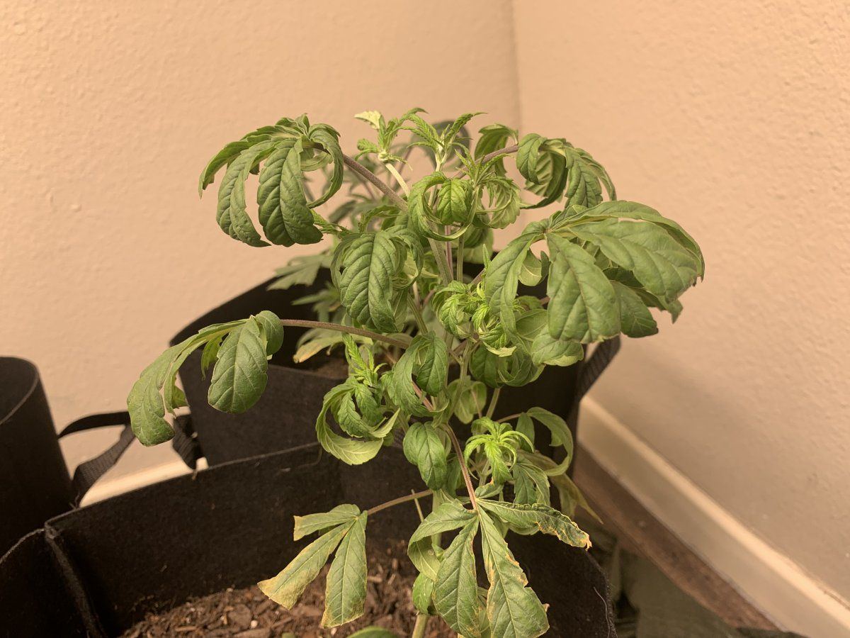 Possible heat or nutes issue 4