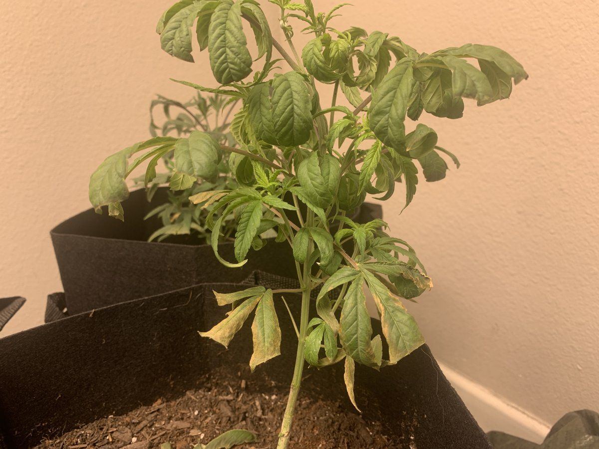 Possible heat or nutes issue 6