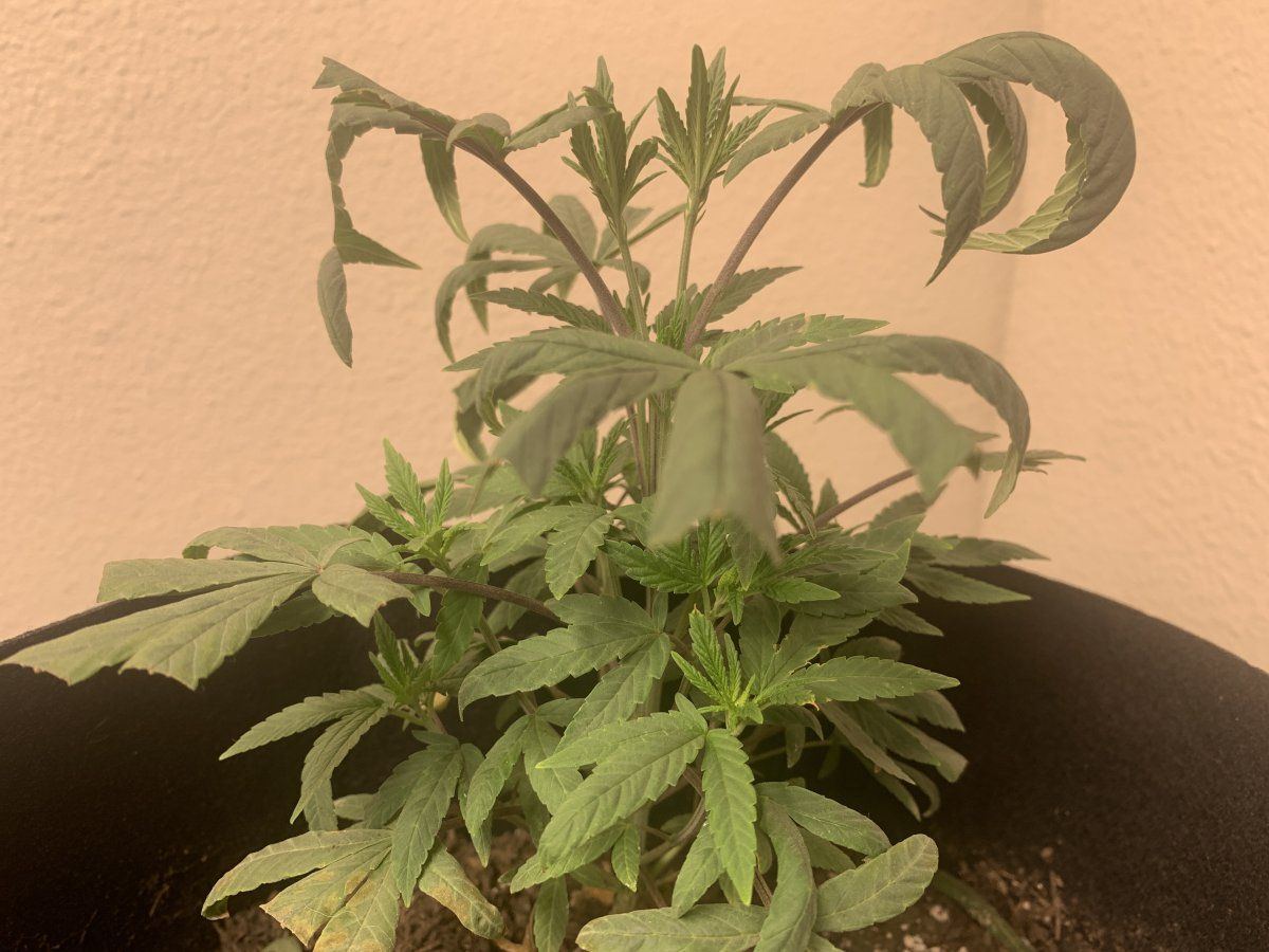 Possible heat or nutes issue 7