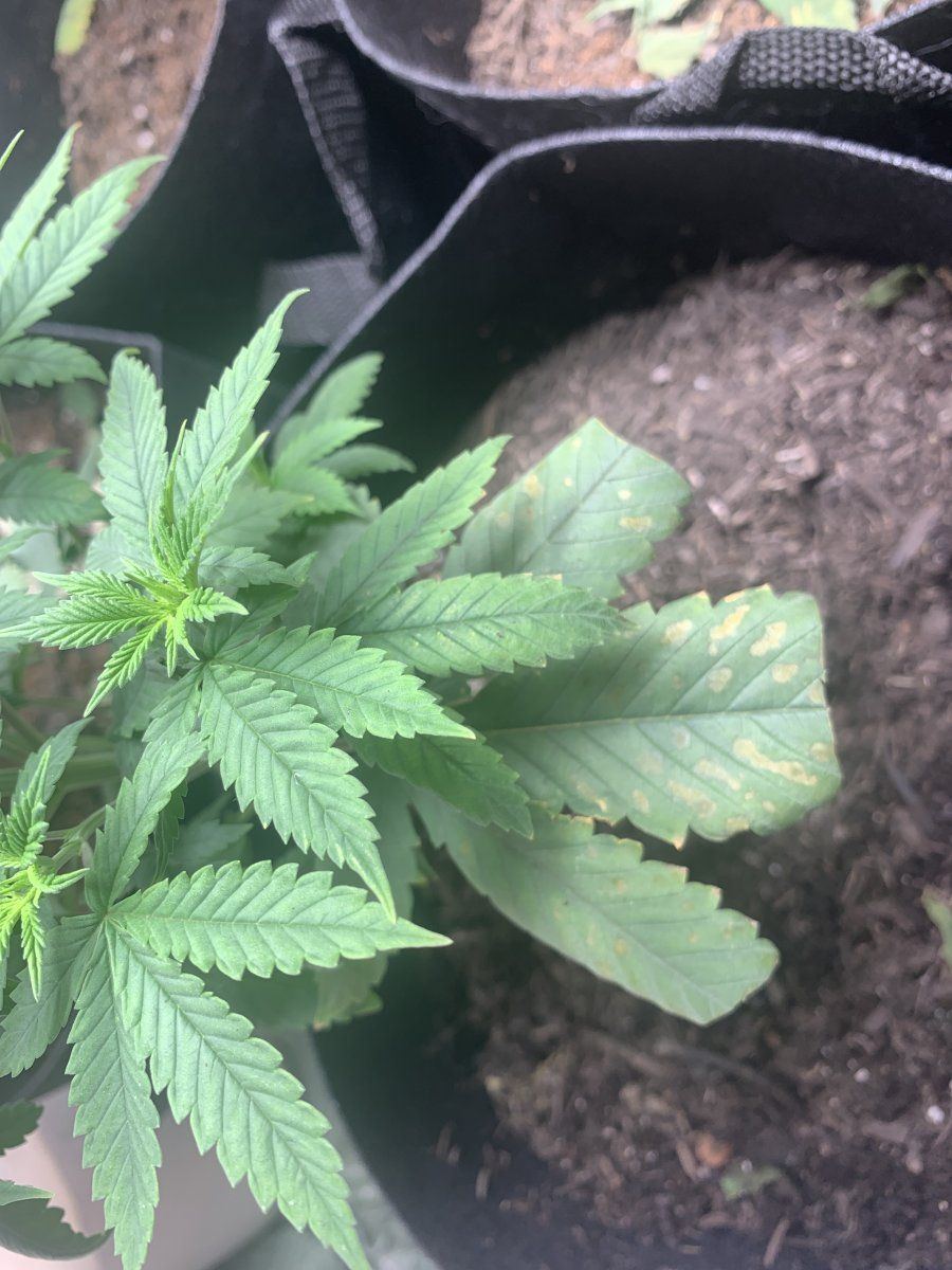 Possible heat or nutes issue 8