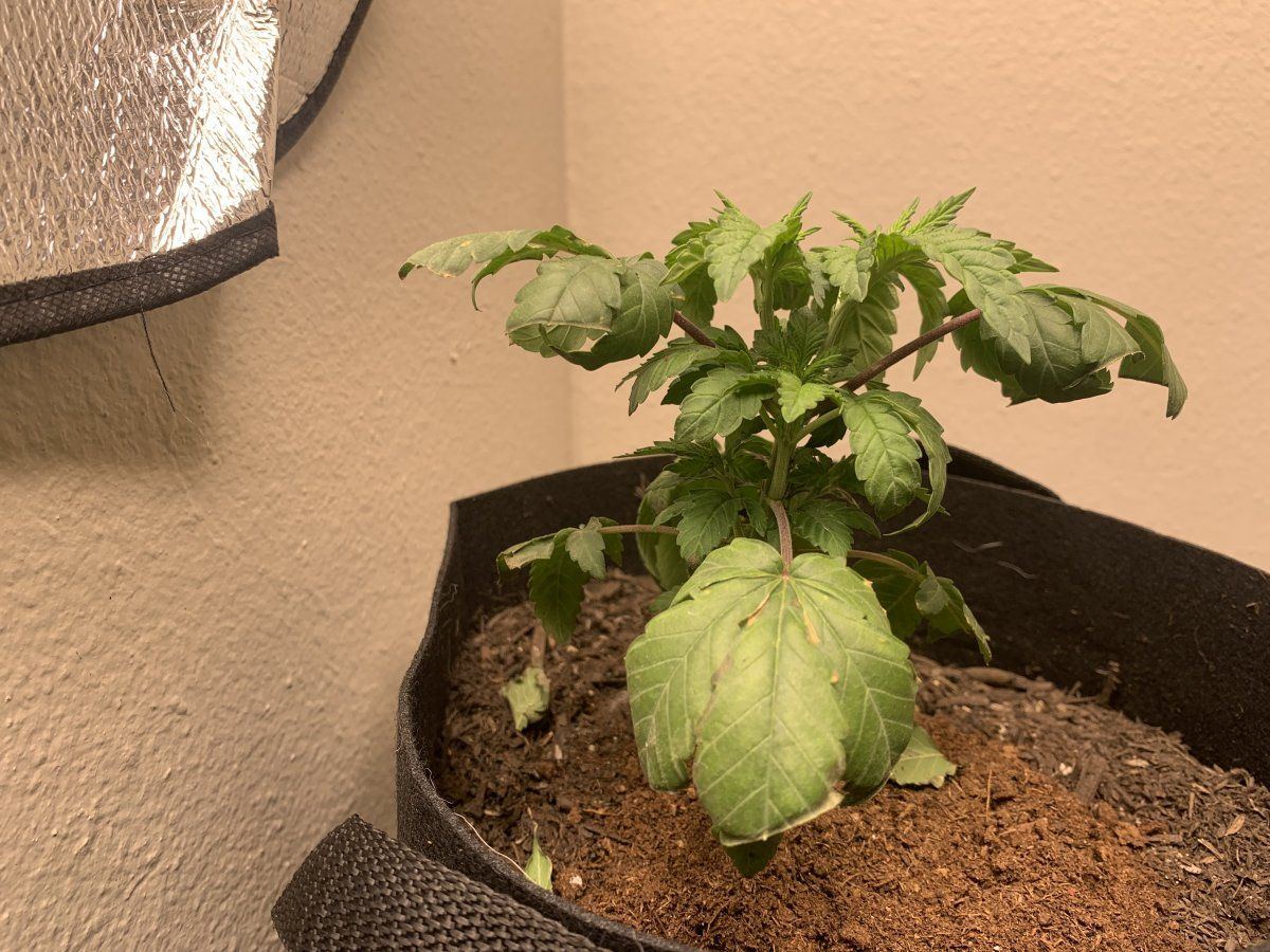 Possible heat or nutes issue