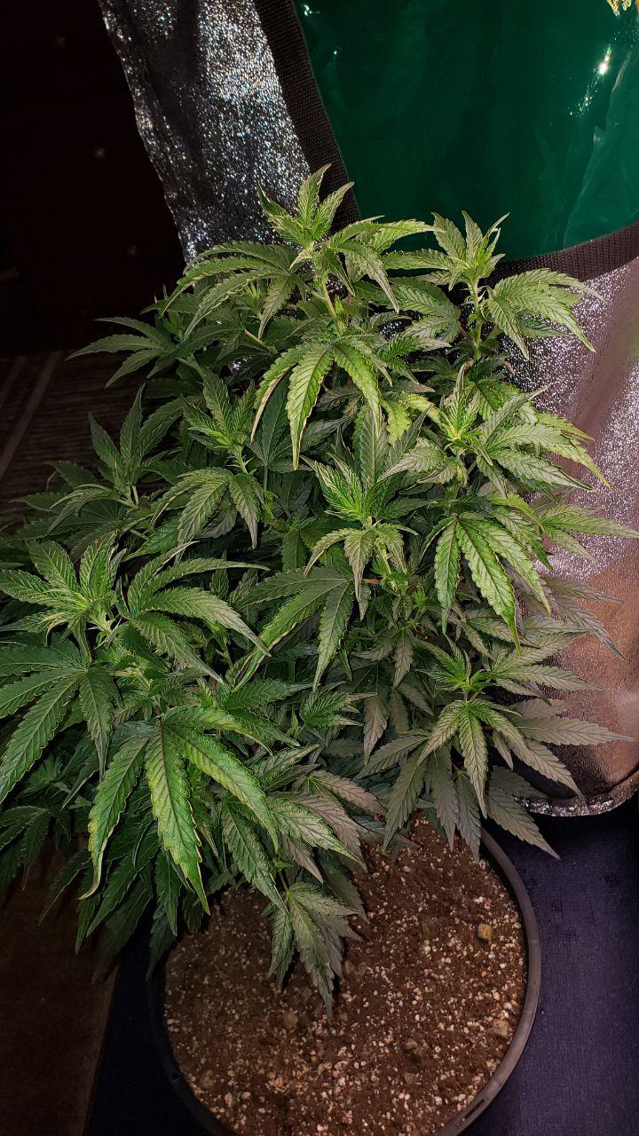 www.thcfarmer.com