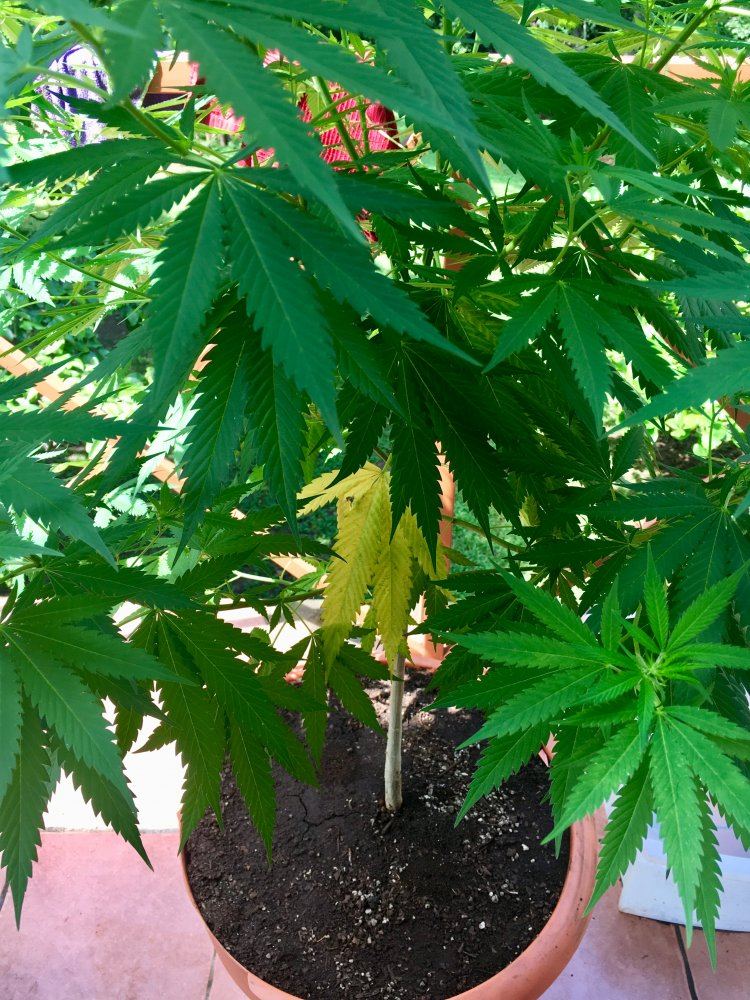 Possible nitrogen deficiency