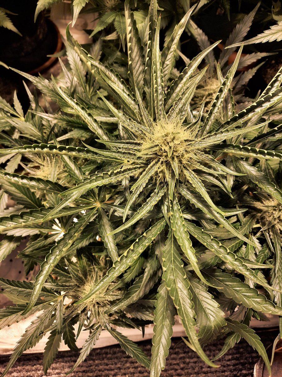 Possible nitrogen toxicity please send help 4