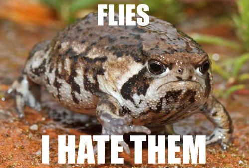 Post 14354 Grumpy Toad Flies I HATE THEM 9Mpg