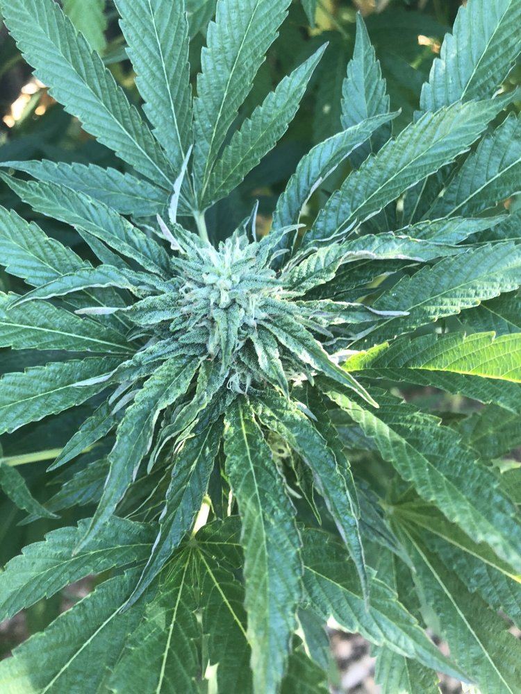 Post some outdoor grow pics here 2