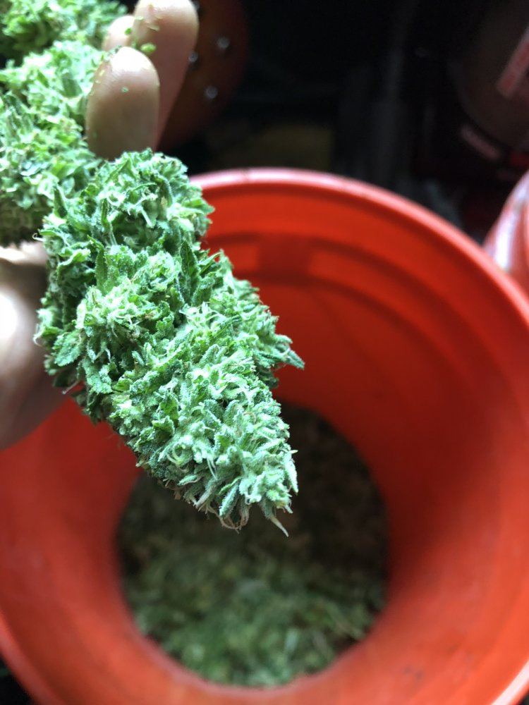 Post some outdoor grow pics here 3
