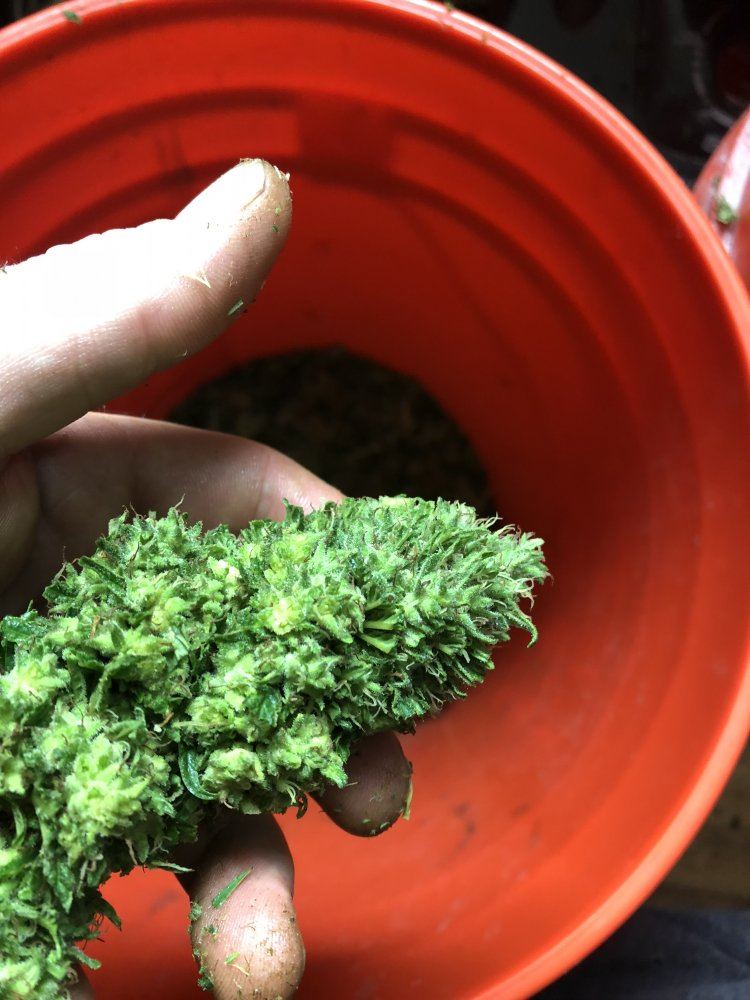 Post some outdoor grow pics here 4