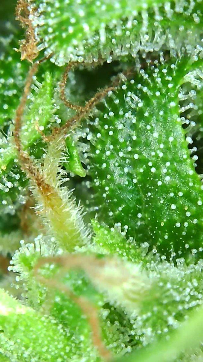 Post your treasured trichomes here