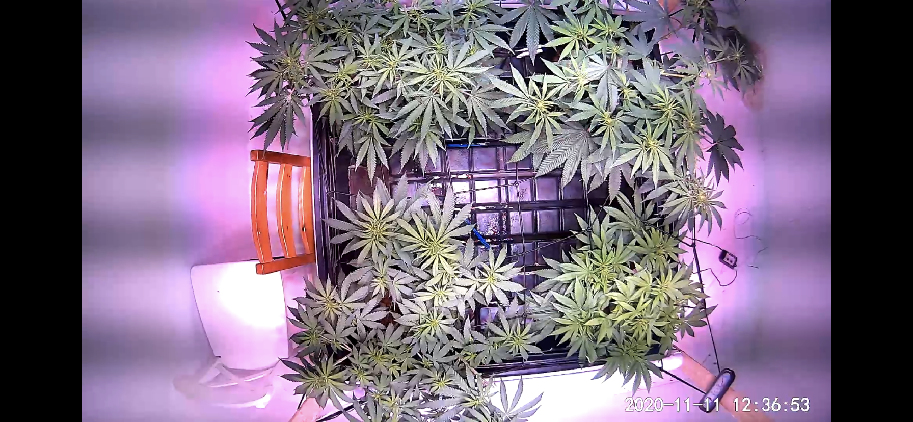 Posting up my current grow 12