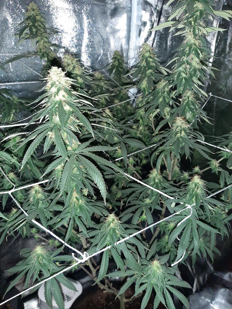 Pot