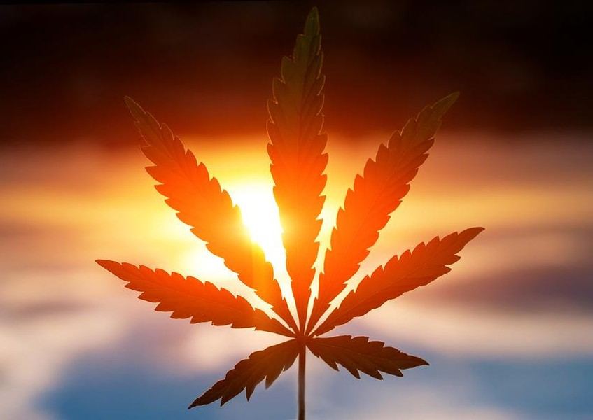 Pot leaf