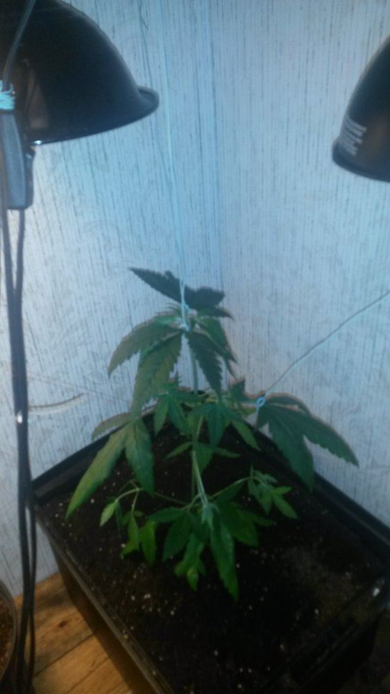 Pot transfer caused heavy damage what should i do 2