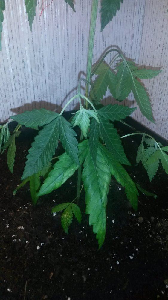 Pot transfer caused heavy damage what should i do