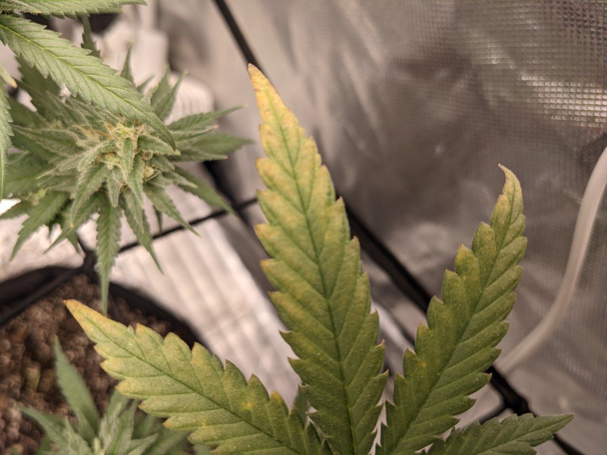 Potassium deficiency or overwatering need help 3