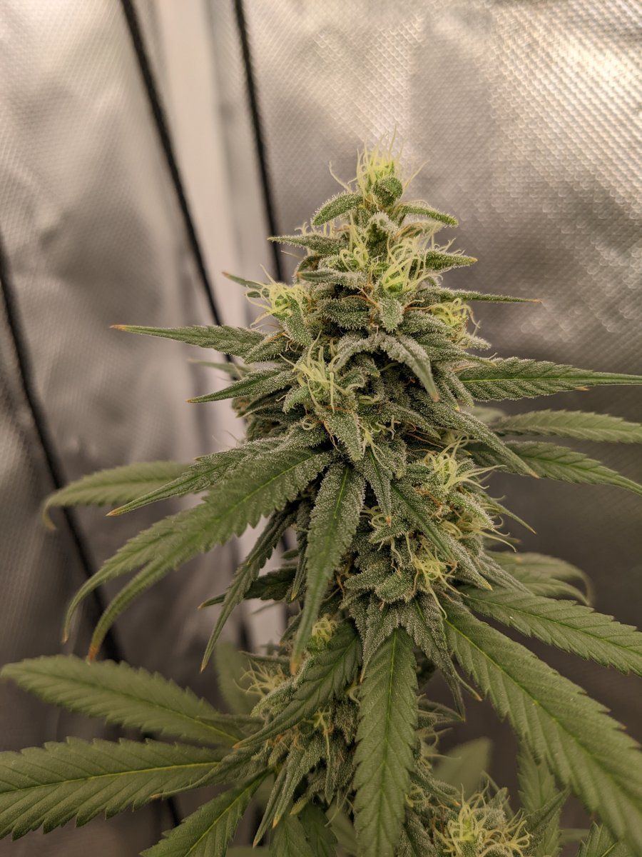 Potassium deficiency or overwatering need help 4
