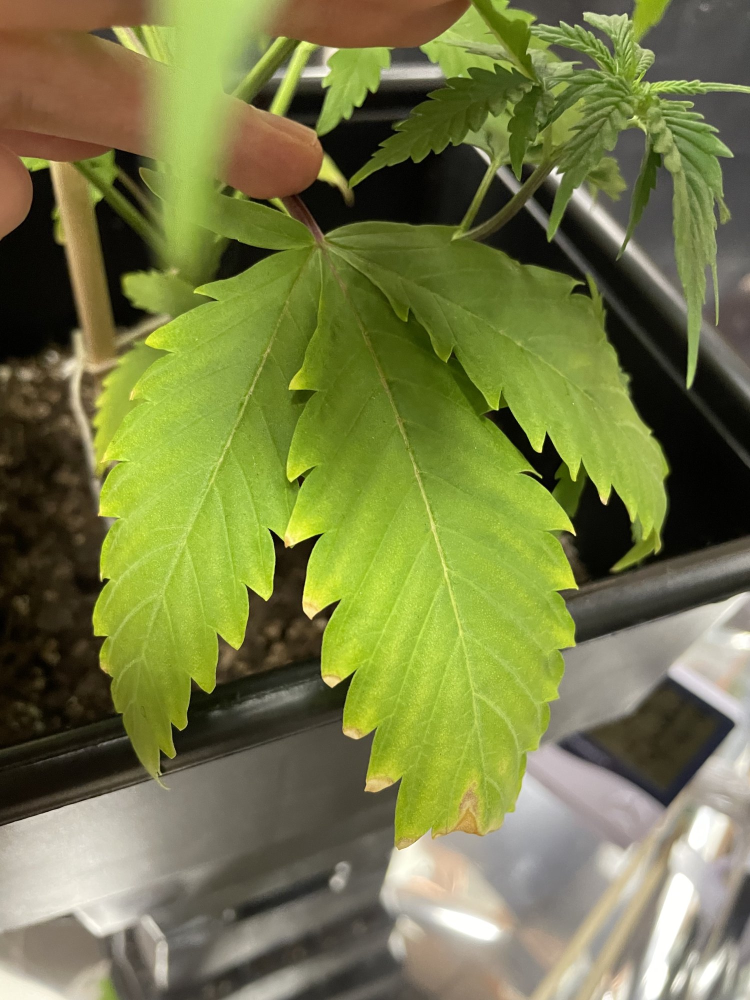Potassium deficiency  what do you think 2