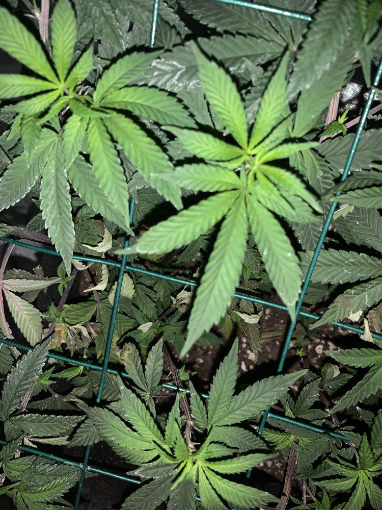 Potassium deficiency what do you think 3