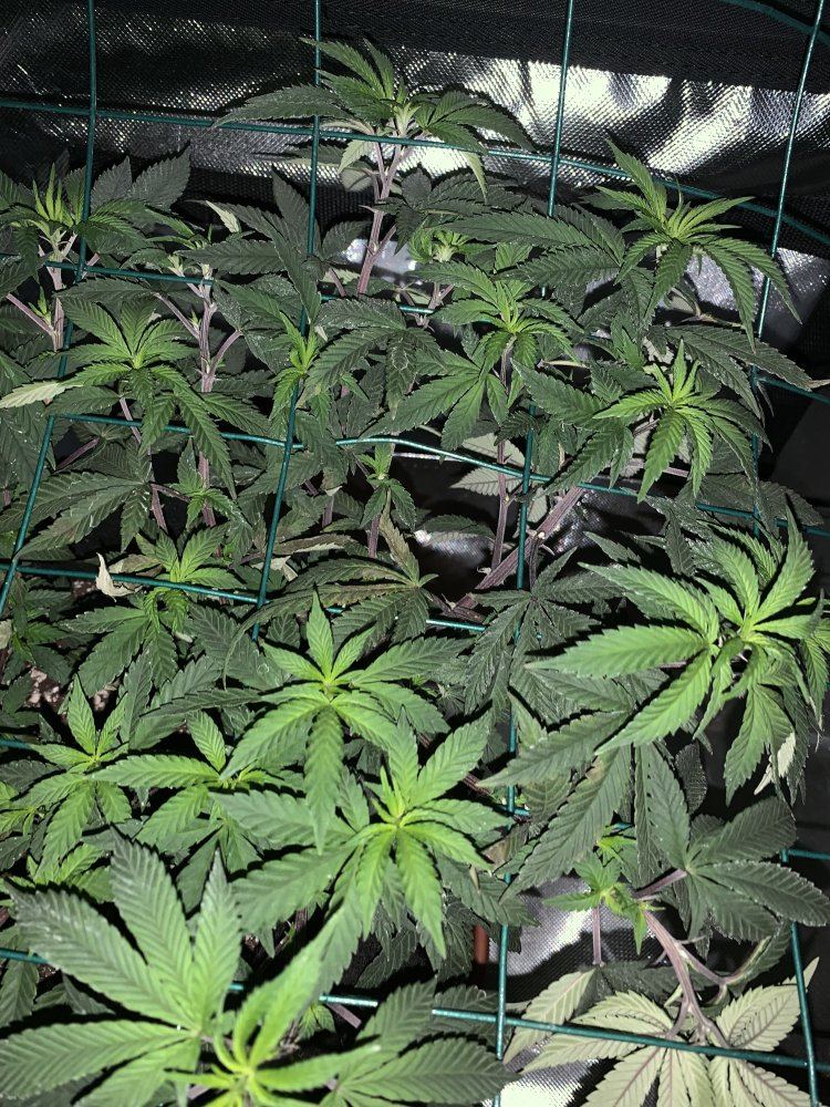 Potassium deficiency what do you think 4
