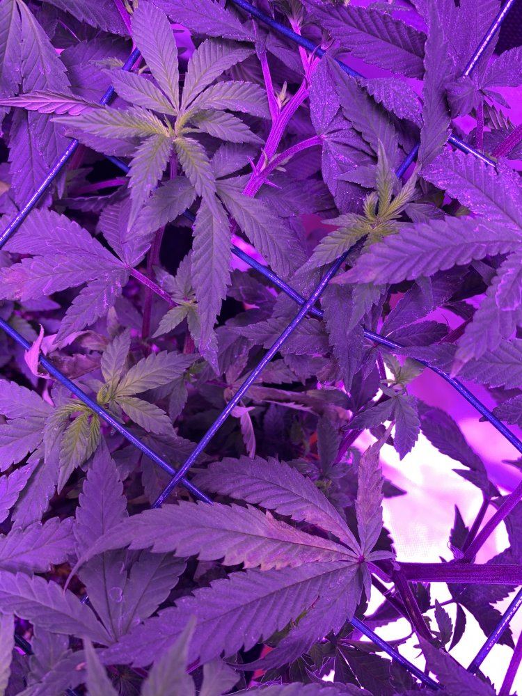 Potassium deficiency what do you think 5