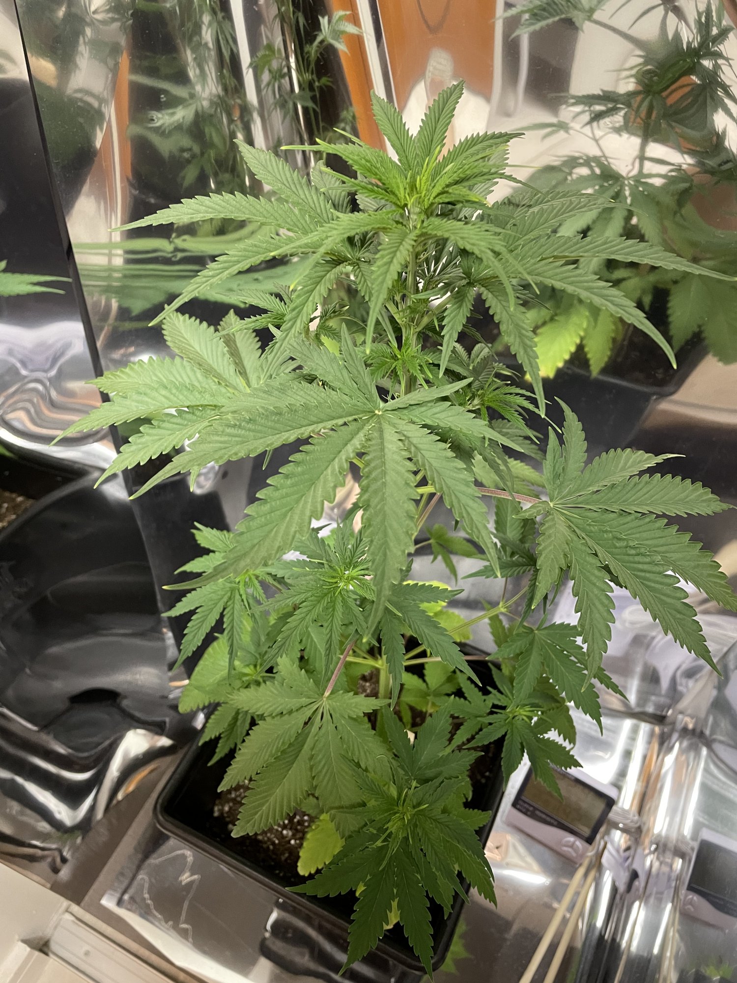 Potassium deficiency  what do you think