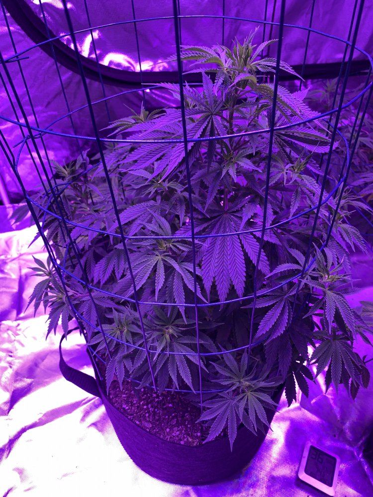 Potassium deficiency what do you think